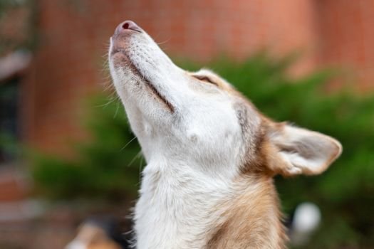 Seu cão continua agitado após o passeio? Conheça 5 jogos de faro caseiros que cansam a mente do cachorro e reduzem o estresse de forma mais eficiente que uma caminhada.
