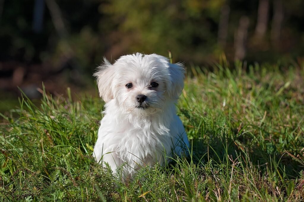 maltese, dog, puppy, small dog, white dog, nature, young, pet, animal, young dog, domestic dog, canine, mammal, cute, adorable, meadow, outdoors, portrait, animal portrait
