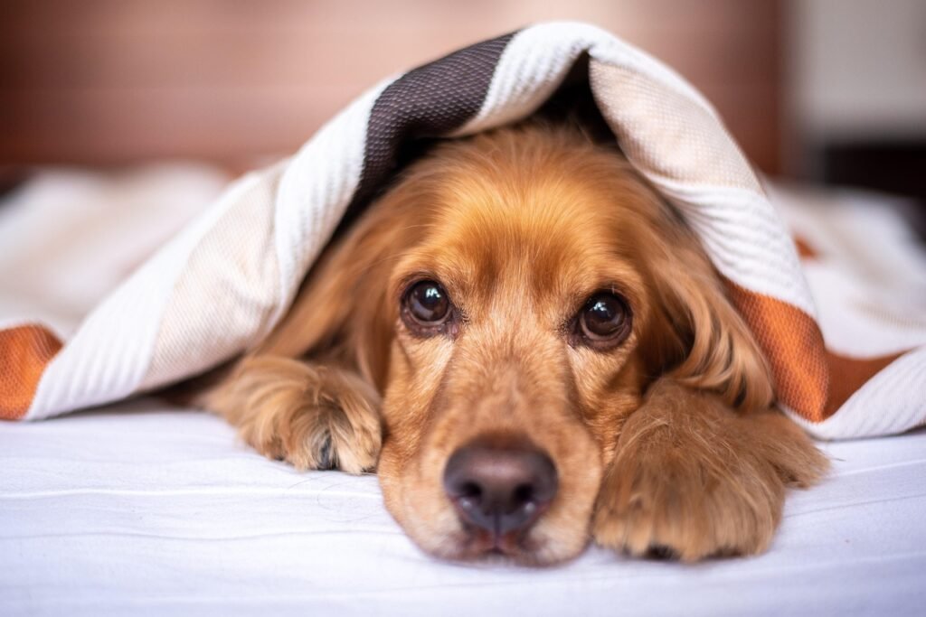 english cocker spaniel, dog, puppy, blanket, pet, pup, young dog, animal, domestic dog, purebred, furry, canine, nature, mammal, friend, cute, adorable, bed, bedroom, portrait
