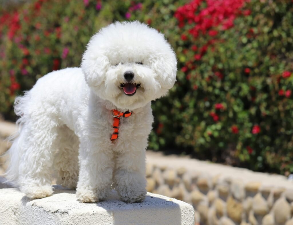Cute Bichon Frise dog with a fluffy coat stands on a stone ledge in a colorful garden.