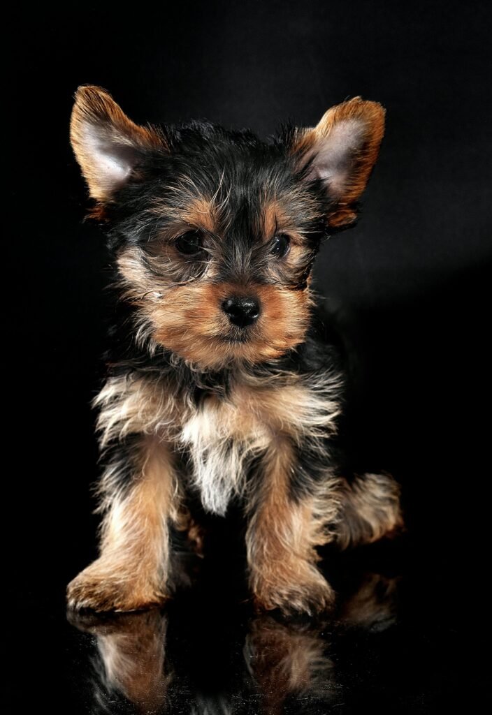 Adorable Yorkshire Terrier puppy sitting on a glossy black background, exuding cuteness.