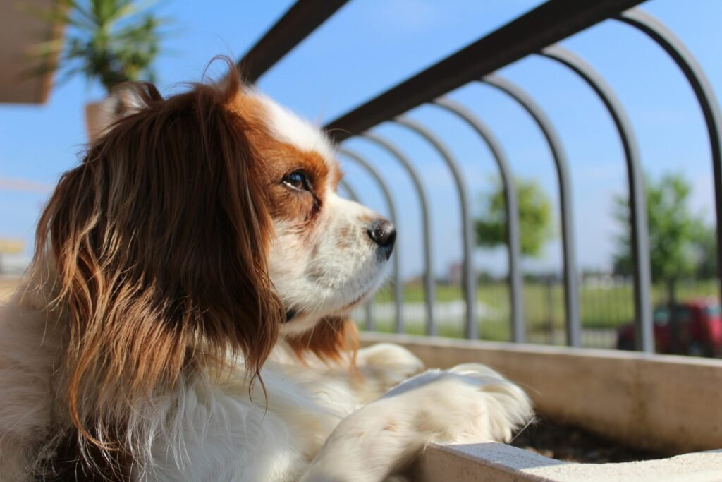 A Cavalier King Charles Spaniel basking in the sunlight outdoors with a thoughtful gaze.