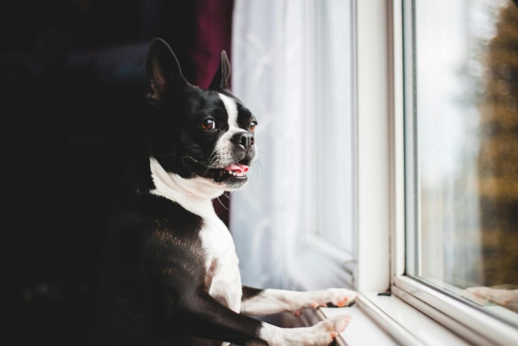 Side view adorable funny Boston Terrier dog with mouth opened leaning with fore paws on window and looking away with curiosity
