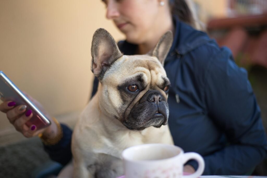 Unrecognizable female sitting with French bulldog and browsing mobile phone on blurred background