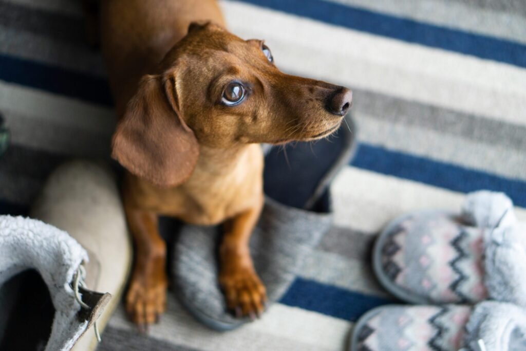 Cute dachshund puppy looking up while sitting among cozy slippers on a striped rug.