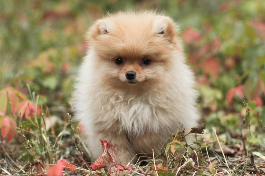 Cute Pomeranian puppy sitting among colorful autumn leaves. Perfect pet photography moment.