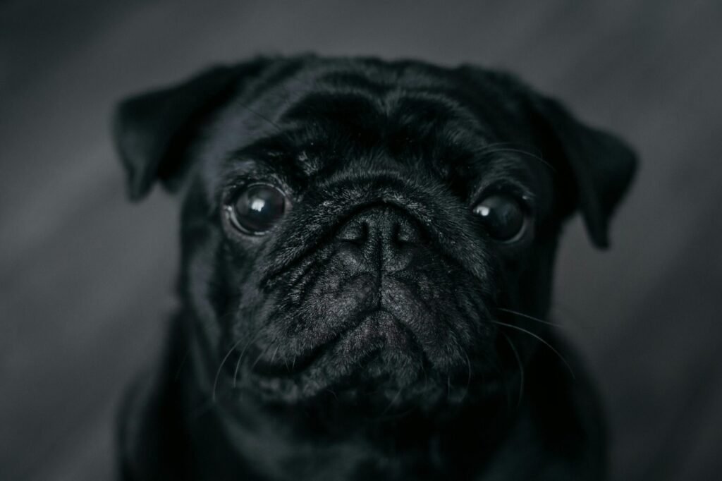 Adorable close-up of a black pug dog with soulful eyes, perfect for pet lovers.