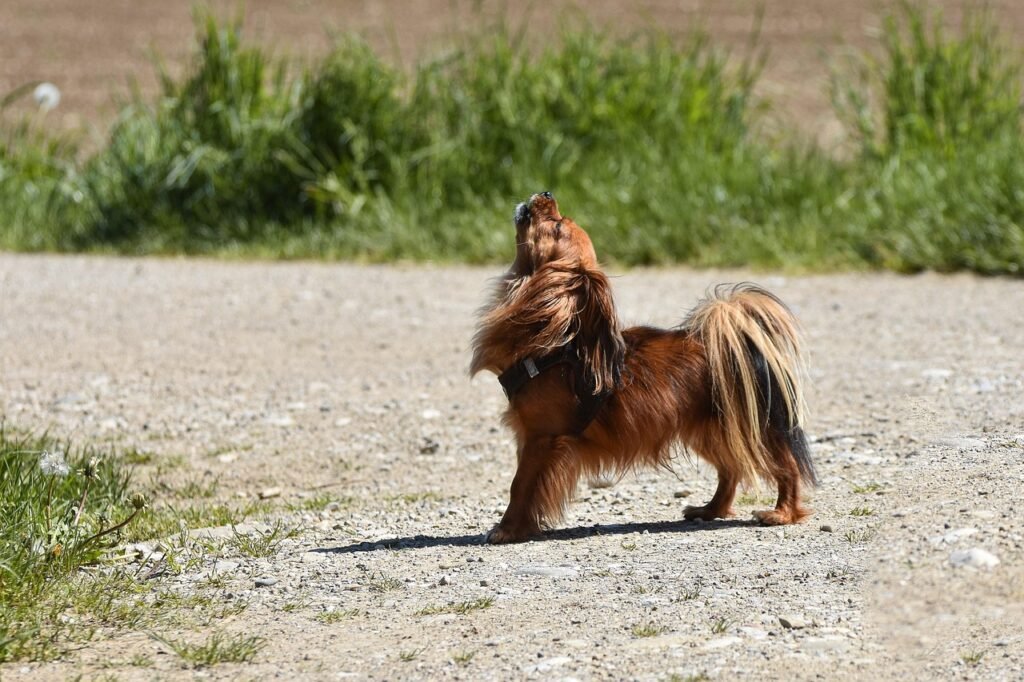 dog, nature, outdoors, howling, canine, pet, animal, mammal