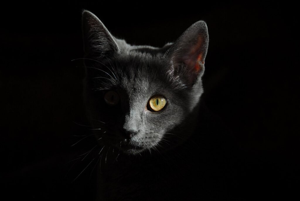 cat, nature, feline, percebe,head, pet, cat head, face, cat face, gray cat, portrait, cat portrait, mammal, animal, animal world, domestic cat, cat's eyes