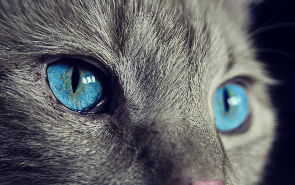 cat, cat's eyes, nature, blue eyes, gray cat, close up, macro, feline, pet, domestic, domestic cat, animal, eyes, head, fur, cat face