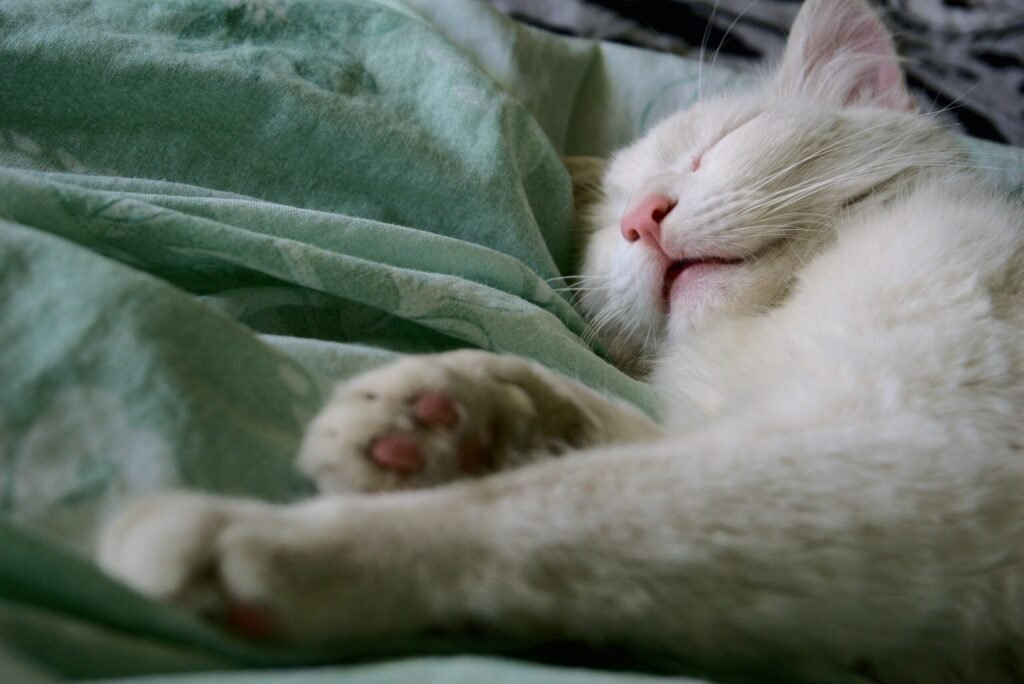 A cute white cat peacefully sleeping on a soft green blanket, showcasing tranquility.