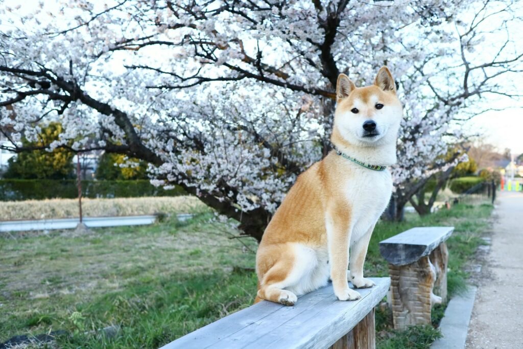A Shiba Inu sits gracefully on a bench surrounded by blooming cherry blossoms in a park.