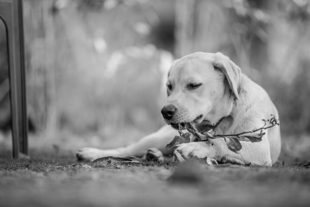 Black and white photo of a Labrador Retriever puppy chewing on a branch outdoors.
