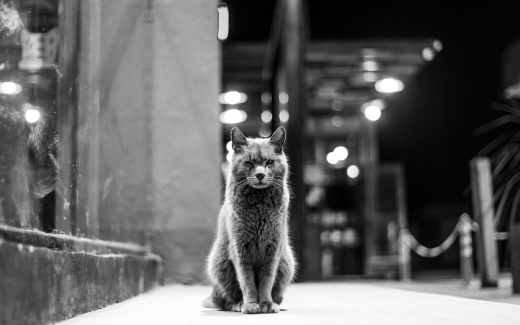 A lone cat sits on a city street, captured in black and white, exuding urban charm and mystery.