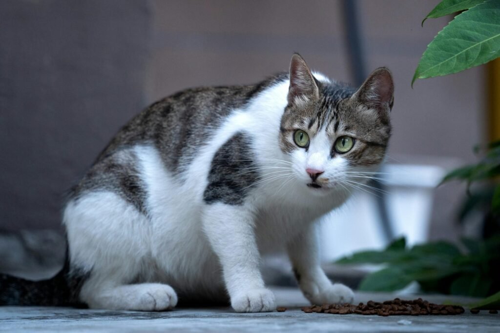 A white and brown tabby cat with green eyes standing outdoors, looking curious.