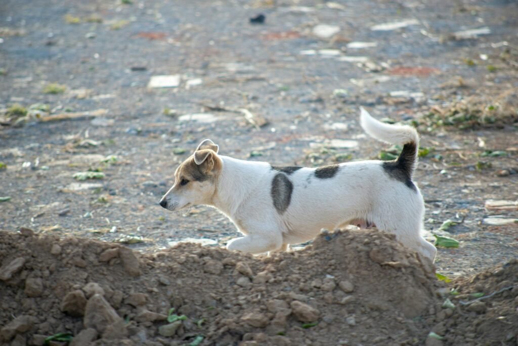 A white and brown dog energetically runs across an outdoor dirt field.