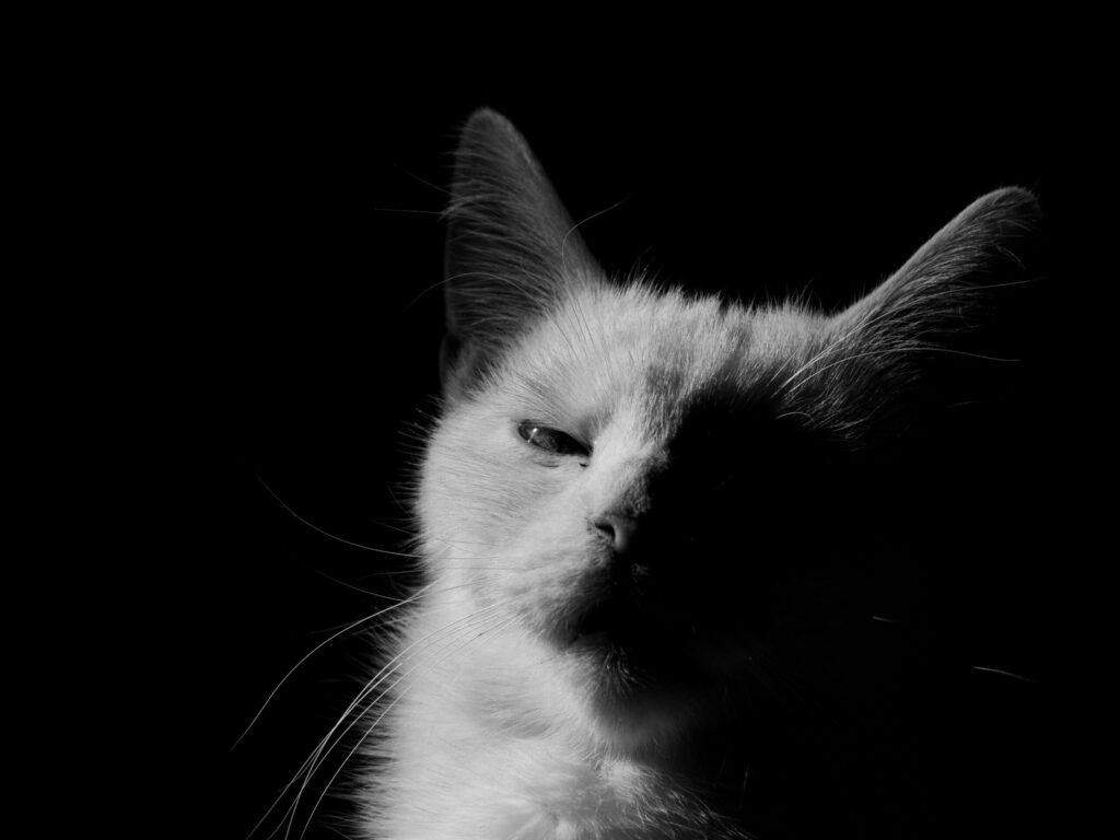 Striking black and white close-up of a cat with contrasting shadows.
