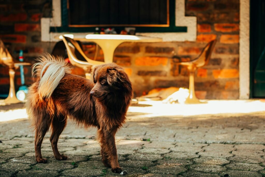 A brown dog stands on cobbled ground outside a rustic building with empty chairs nearby.