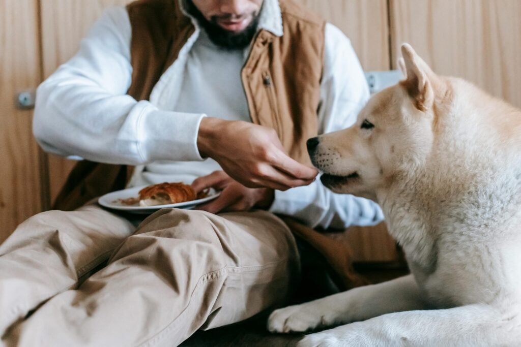 Crop anonymous guy in casual clothes sitting in light room and feeding treats for Akita Inu dog on floor