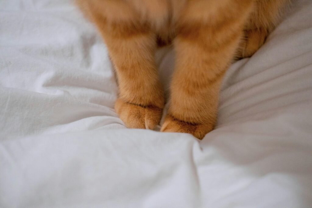 Gentle close-up of orange cat's paws on soft white bedding.