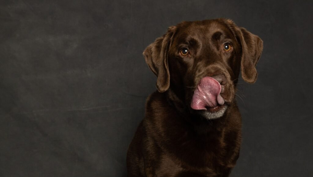 Close-up portrait of a chocolate Labrador Retriever licking its nose against a dark background.