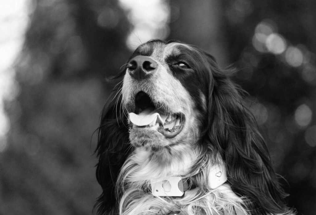 Close-up black and white portrait of a relaxed dog outdoors, showcasing its natural grace.