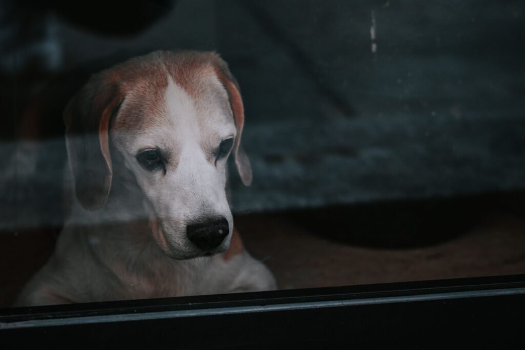 A melancholic beagle gazes out a window, capturing a moment of solitude and longing.