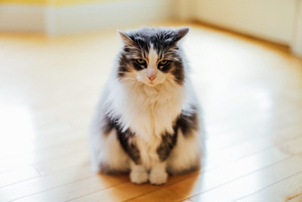 A fluffy domestic cat sitting relaxed on a wooden floor with soft lighting, focus on its face.