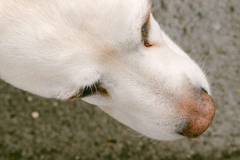 A detailed close-up of a dog's face with white fur against a textured pavement.