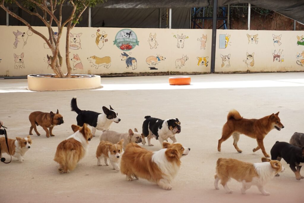 A diverse group of dogs enjoying playtime outdoors at a pet daycare facility.