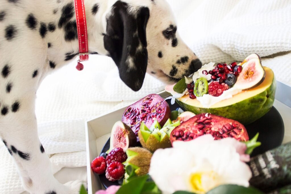 Descubra quais frutas e legumes seu cachorro pode comer com segurança e conheça os 5 alimentos vegetais proibidos que causam intoxicações graves em cães.