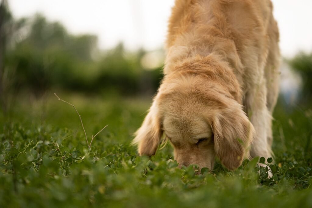 Golden Retriever dog sniffing lush green grass in a serene open field.
