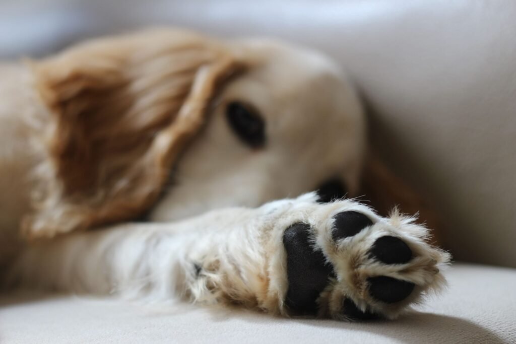 Adorable close-up of a sleeping dog with a focus on its furry paw. Cozy and cute pet scene.