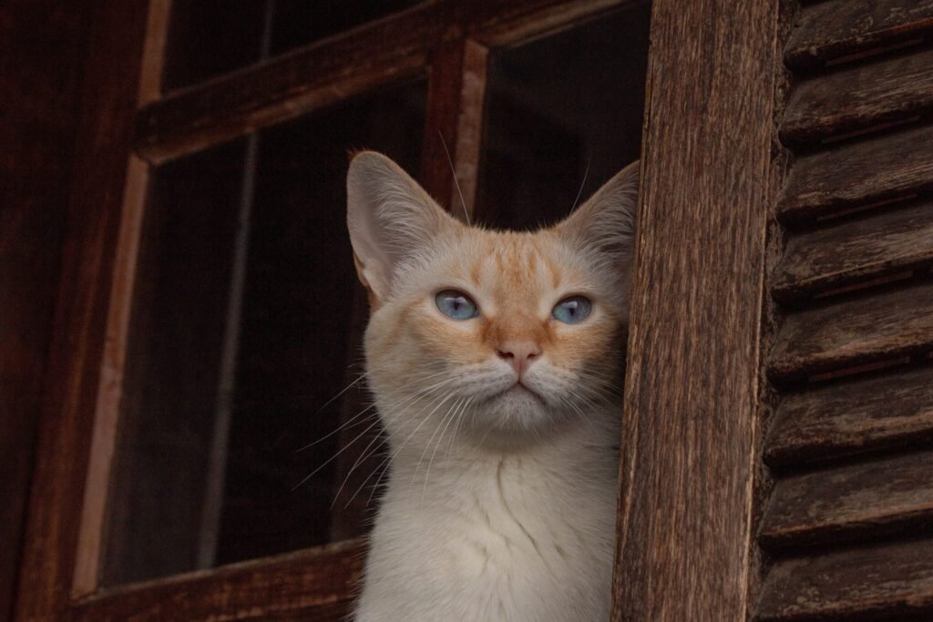 Cute domestic cat with blue eyes gazing through a rustic wooden window frame.